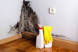 Best Asbestos and Lead Testing During Mold Inspection  in Fort Worth, TX